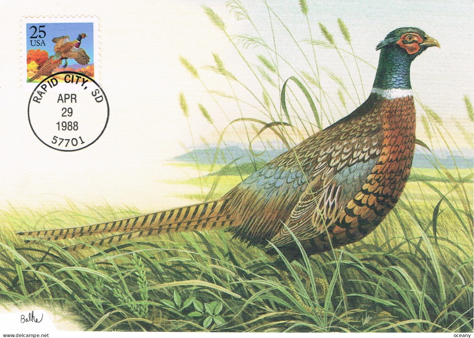 Etats-Unis - Oiseau : Coq Faisan CM 1809 (année 1988) - Maximum Cards