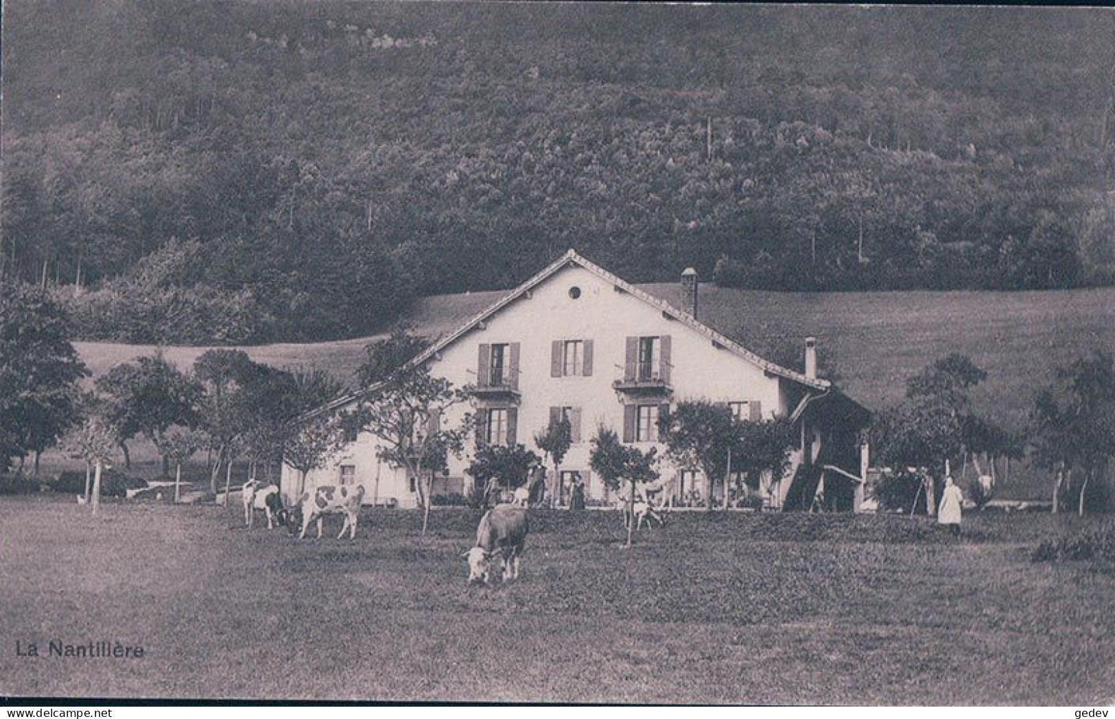 Rochefort NE, La Nantillère, Ferme Et Troupeau De Bétail (278) - Rochefort