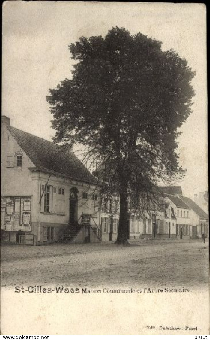 Maison Communale Et L'Arbre Séculaire - Sint-Gilles-Waas - Sint-Gillis-Waas