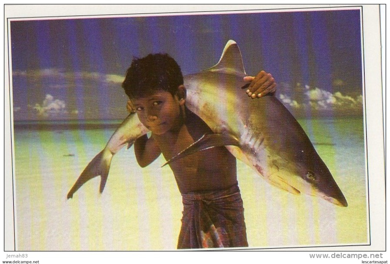 Maldives Requin A Pointe Blanche (LOT MA) - Maldive