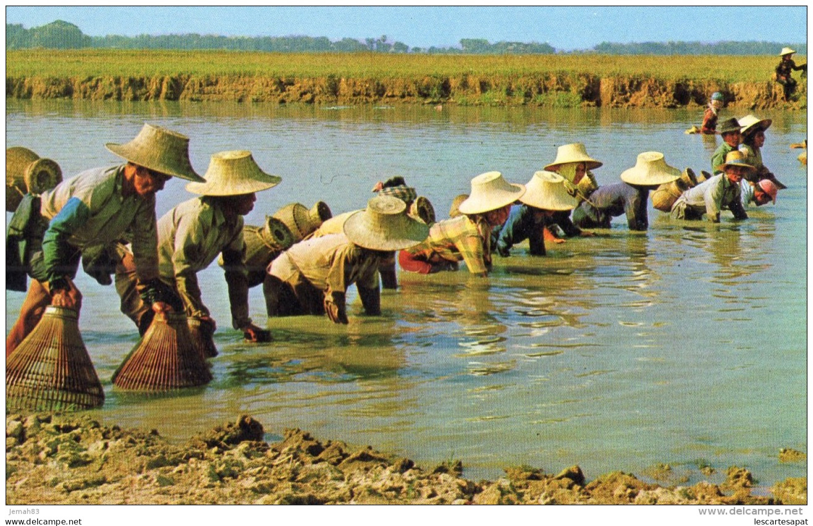 Thailande Ferme (LOT TA) - Thaïlande