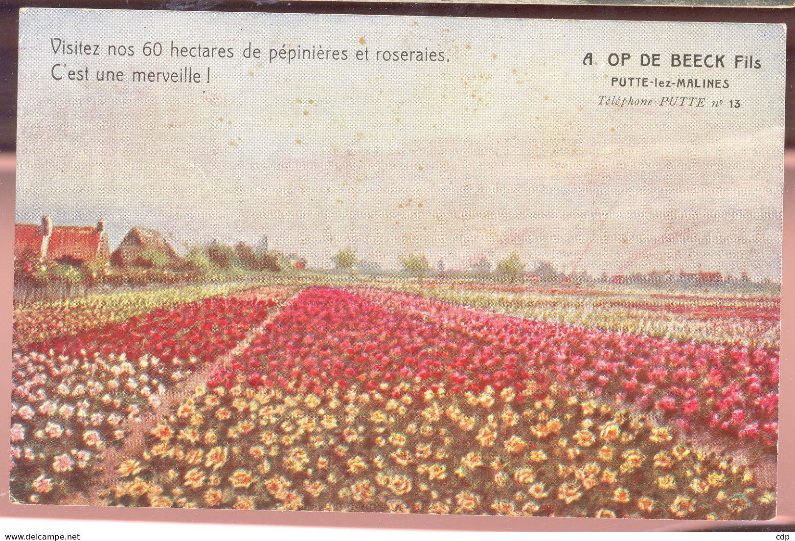 Cpa Putte Lez Malines  Roses  Op De Beeck - Malines