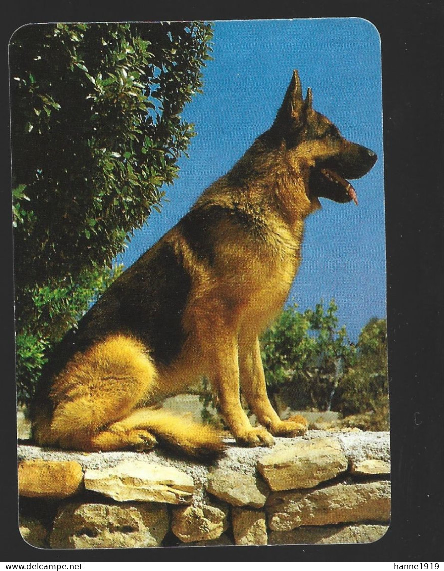 Pola De Laviana Herdershond Chien Dog Calendar 2002 Kalender Calendrier Htje - Petit Format : 2001-...