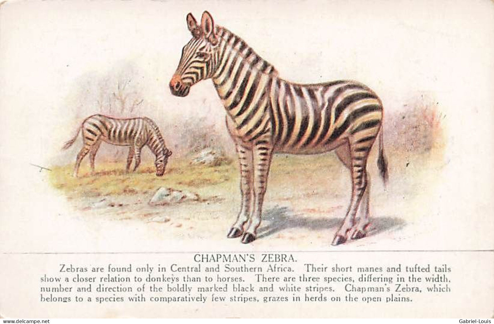 Litho Chapman's Zebra Chapmanzebra Zebra Zèbre - Zebras