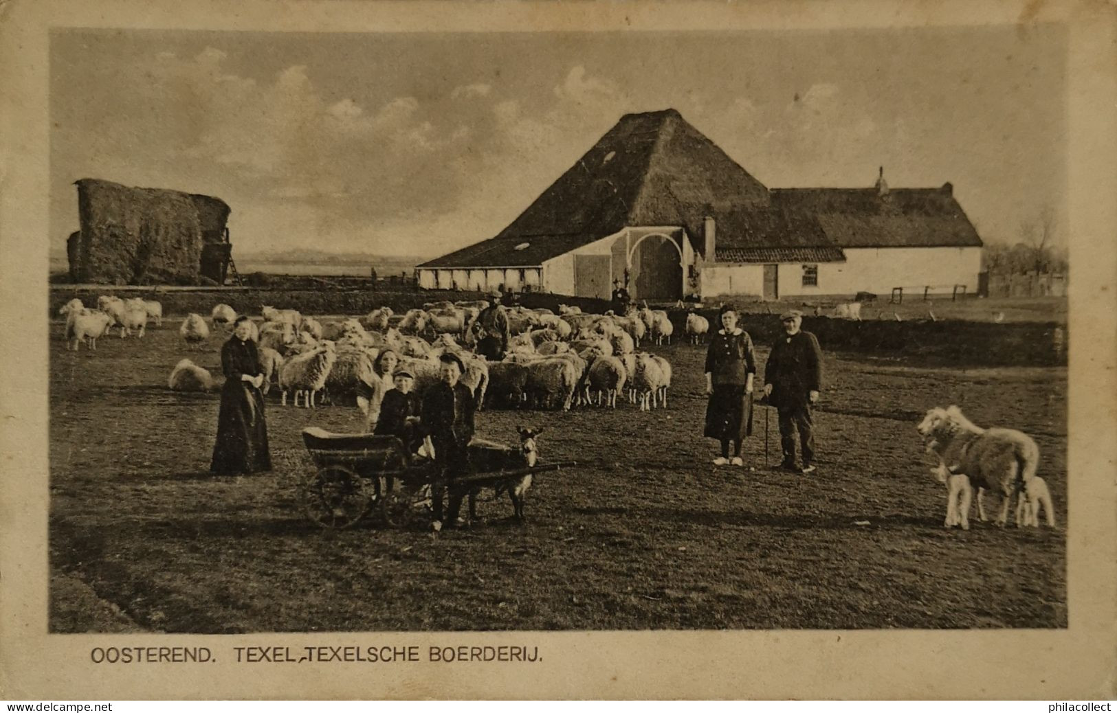 Oosterend - Texel // Texelsche Boerderij(Bokkenwagen En Veel Schapen) 1924 - Texel