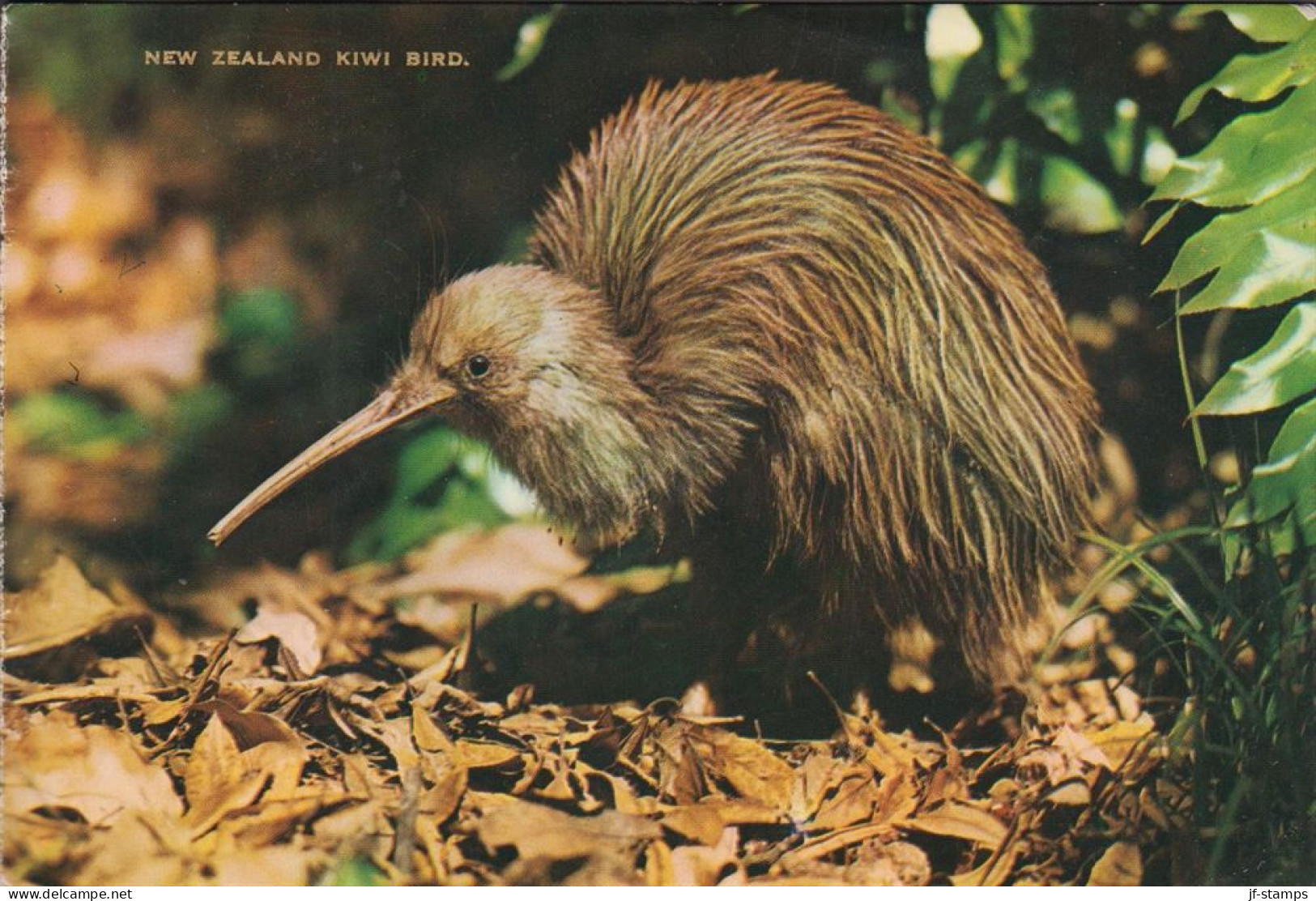 1968. New Zealand. Fine Postcard (THE KIWI BIRD) To USA With Pair 5 C Flowers (Celmisia Coria... (MICHEL 398) - JF535731 - Cartas & Documentos