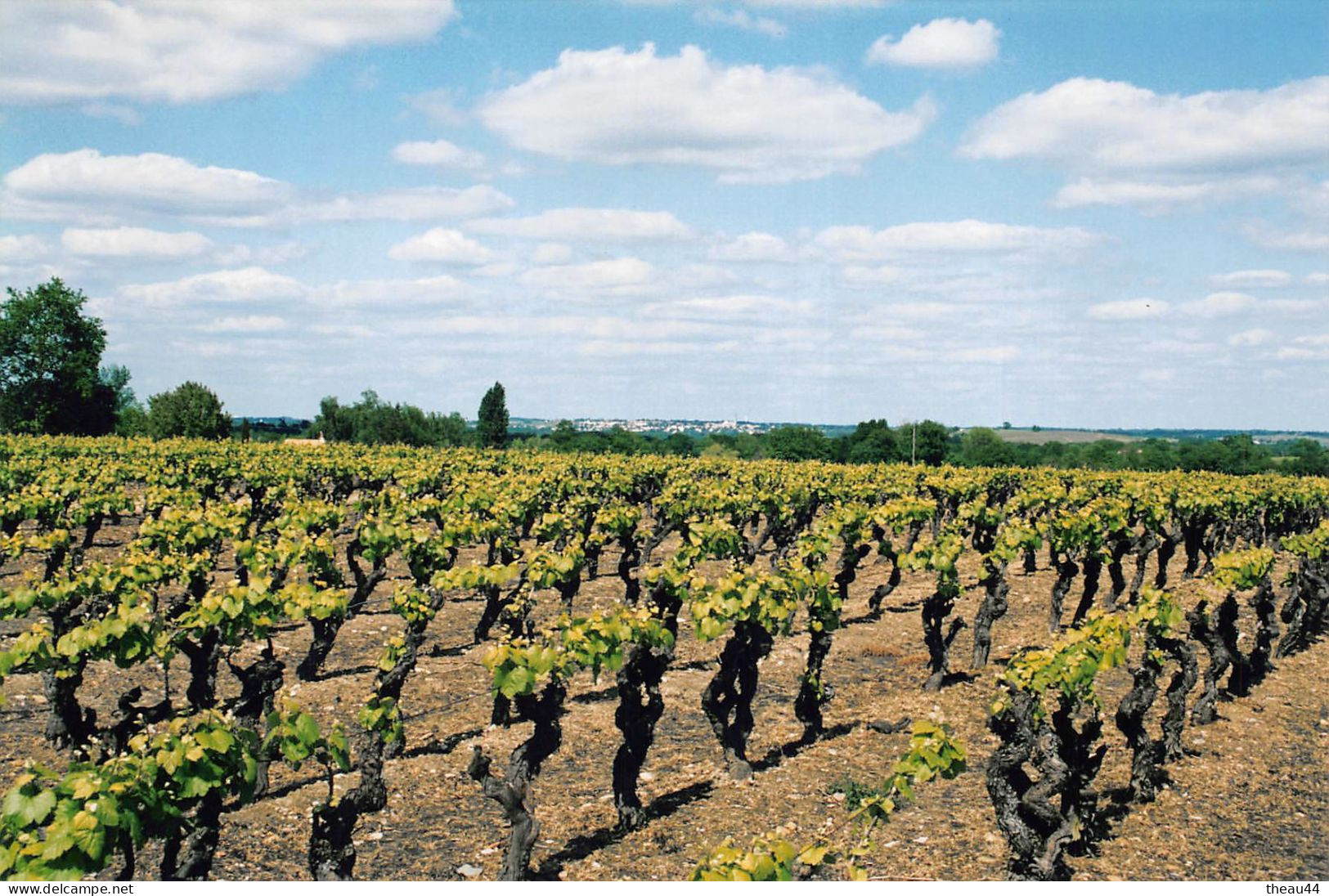 ¤¤    -   HAUTE-GOULAINE   -  Lot De 4 Clichés Des Vignes   -  Vignoble   -  Voir Description      -   ¤¤ - Haute-Goulaine