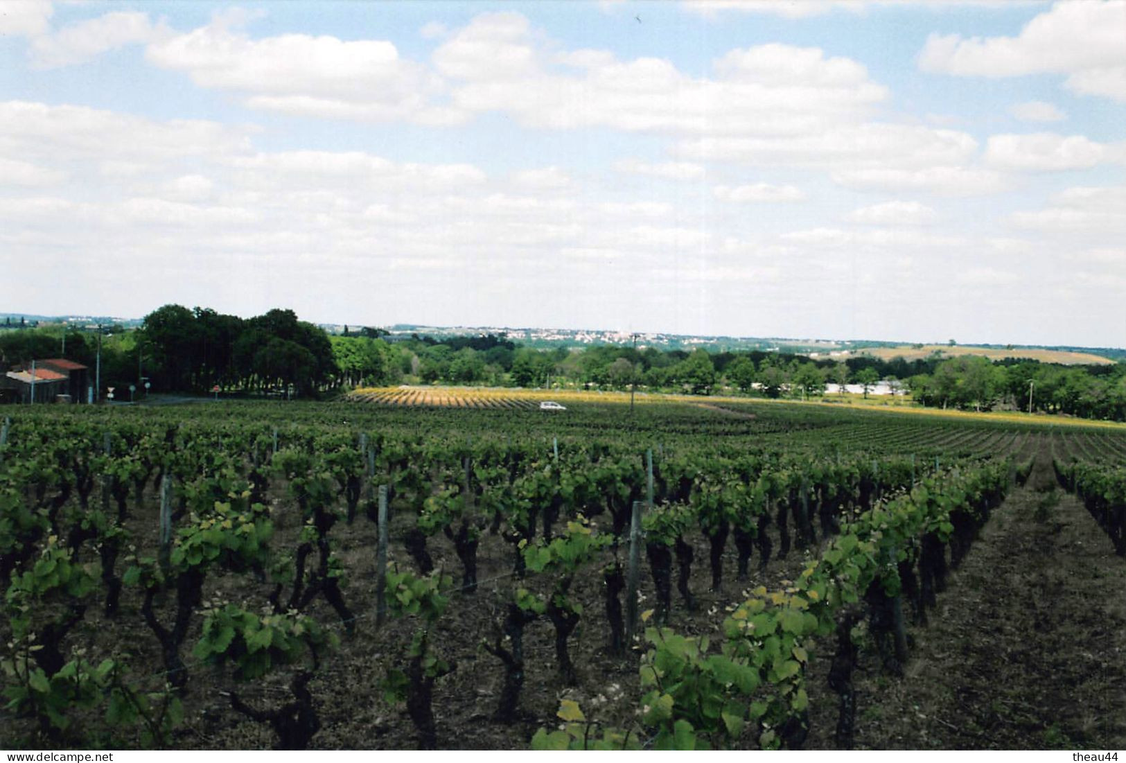 ¤¤    -   HAUTE-GOULAINE   -  Lot De 4 Clichés Des Vignes   -  Vignoble   -  Voir Description      -   ¤¤ - Haute-Goulaine