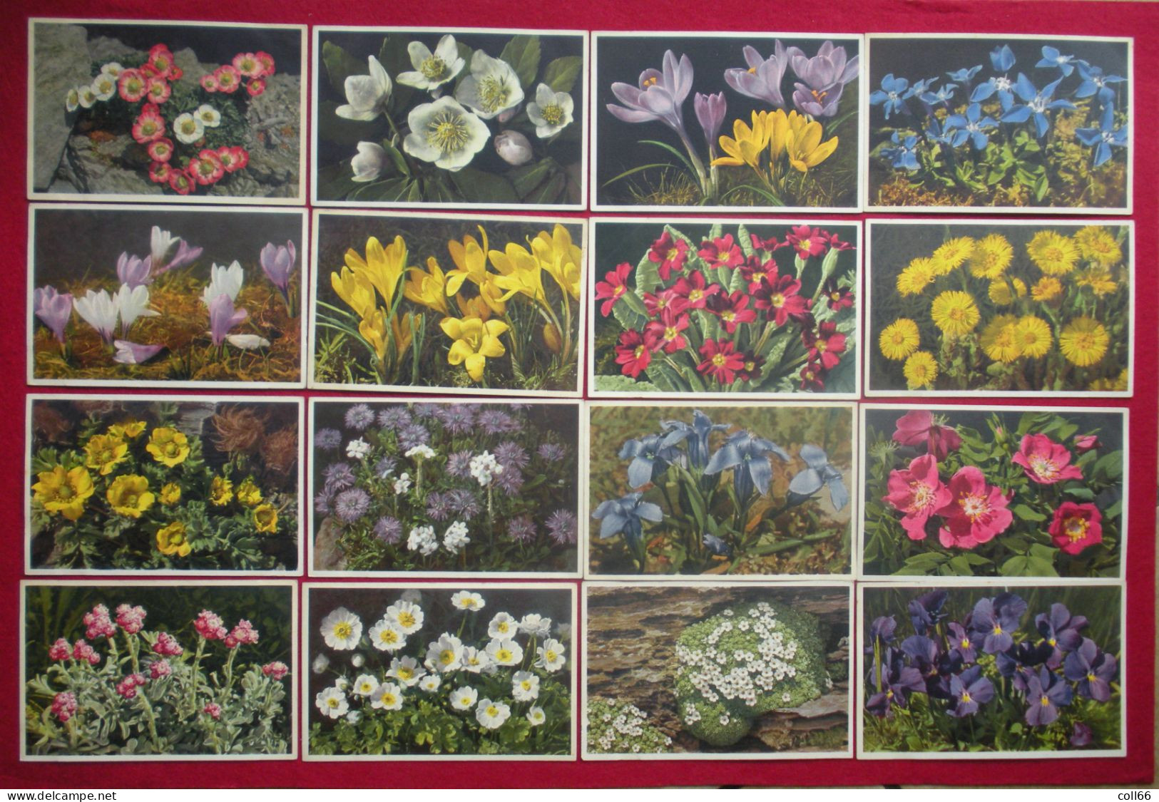 Lot 120 Cartes Postales Fleurs Et + 8 Fruits Switzerland éditeur Phot E. Gyger Abelboden Franco Port France Métro TBe - Collections & Lots