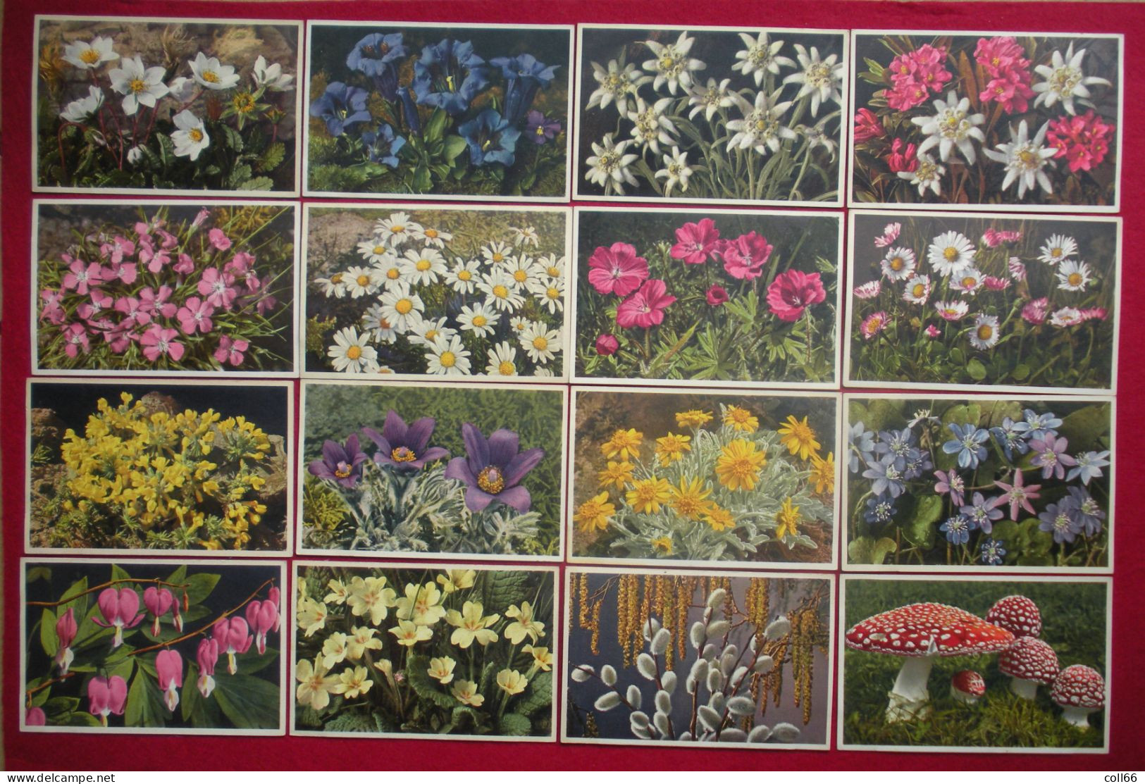 Lot 120 Cartes Postales Fleurs Et + 8 Fruits Switzerland éditeur Phot E. Gyger Abelboden Franco Port France Métro TBe - Verzamelingen & Kavels