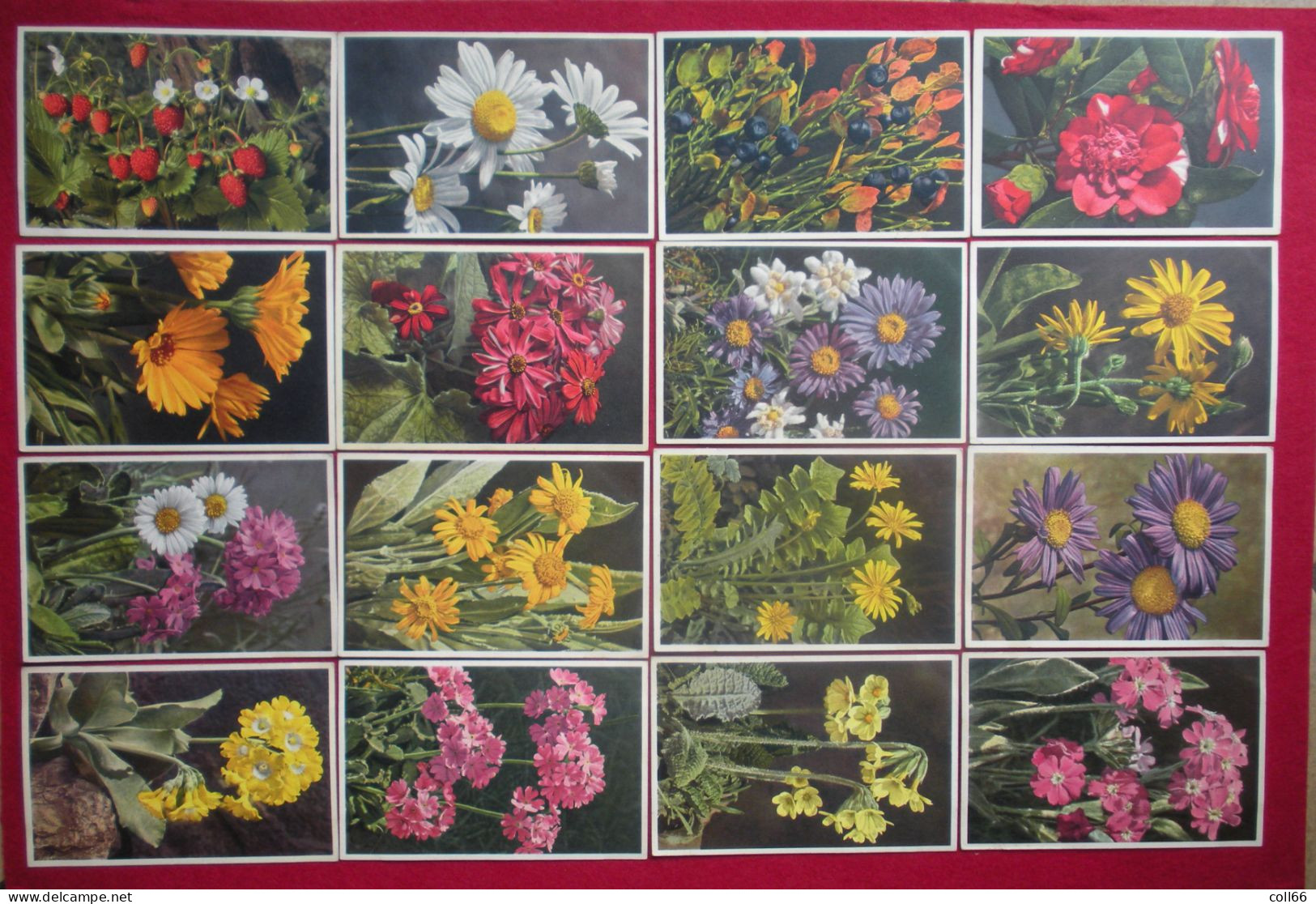 Lot 120 Cartes Postales Fleurs Et + 8 Fruits Switzerland éditeur Phot E. Gyger Abelboden Franco Port France Métro TBe - Collections & Lots