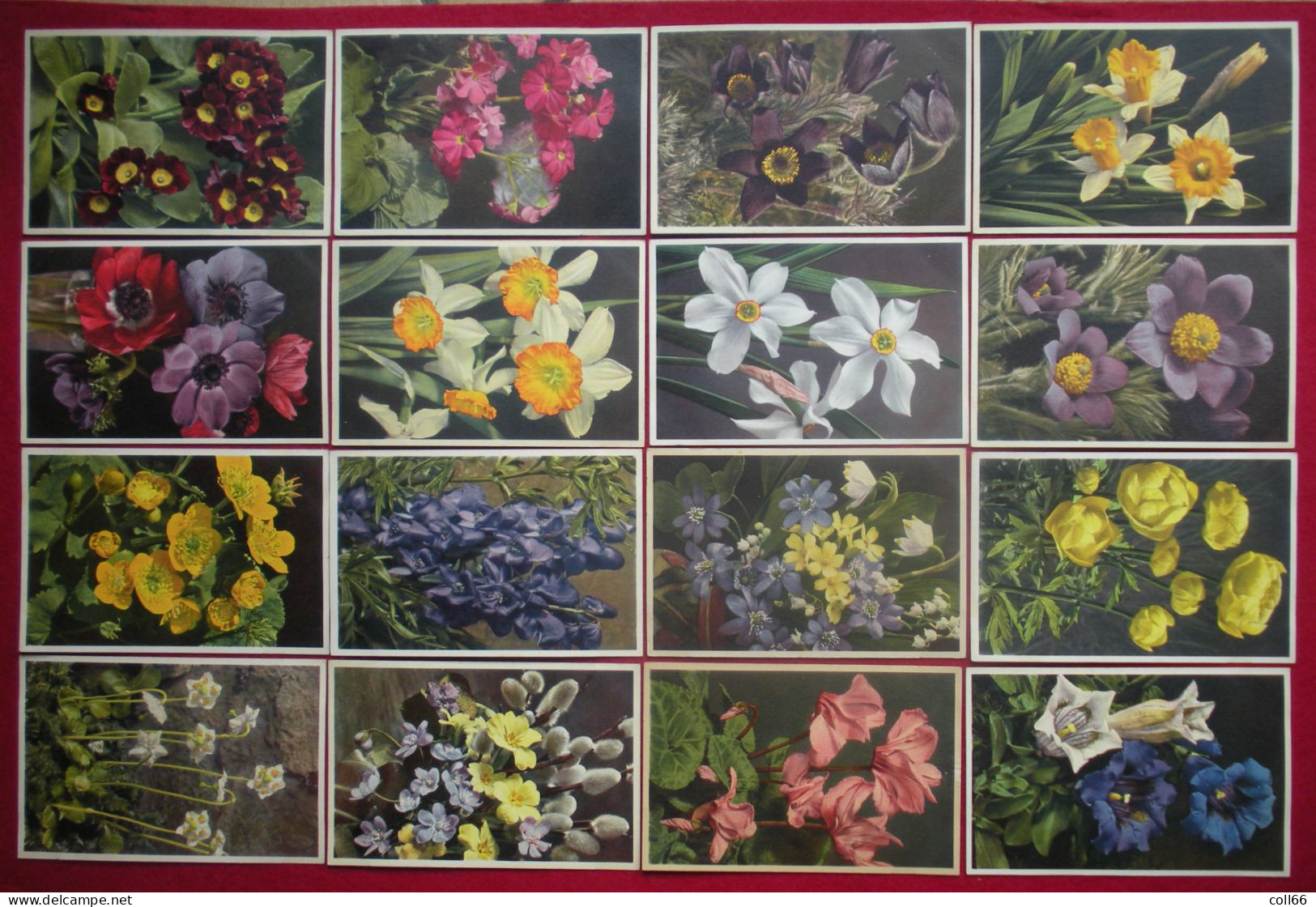 Lot 120 Cartes Postales Fleurs Et + 8 Fruits Switzerland éditeur Phot E. Gyger Abelboden Franco Port France Métro TBe - Collections & Lots