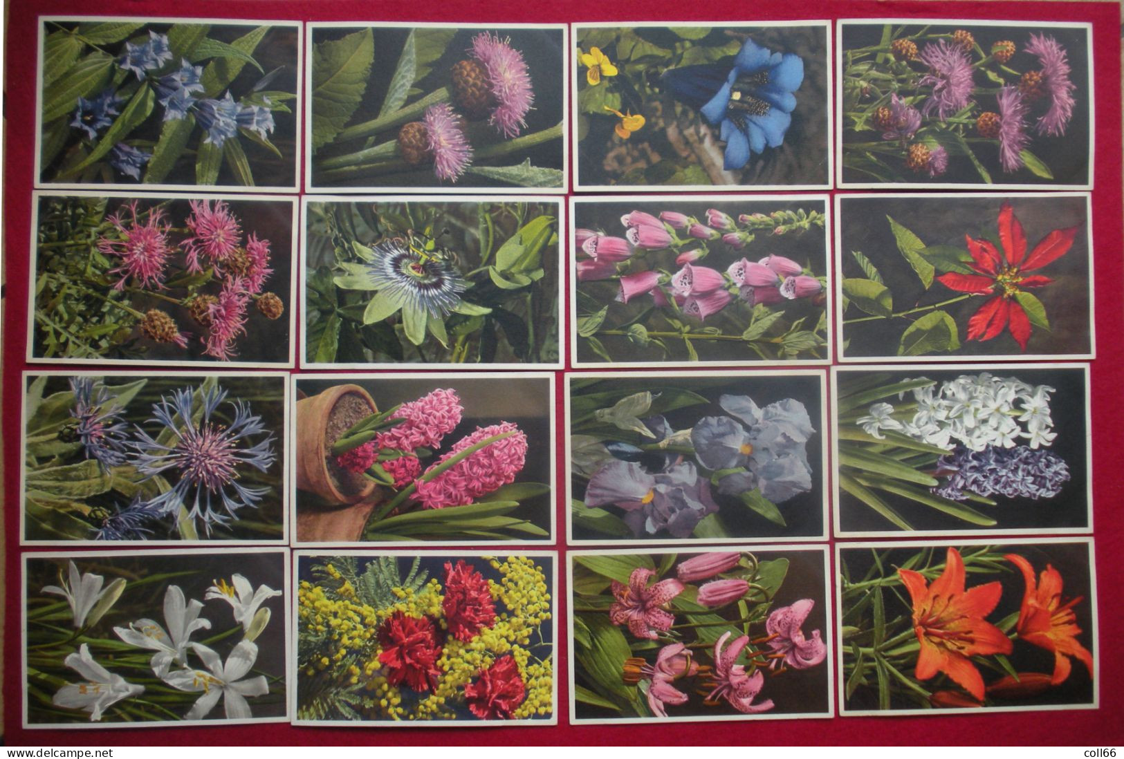 Lot 120 Cartes Postales Fleurs Et + 8 Fruits Switzerland éditeur Phot E. Gyger Abelboden Franco Port France Métro TBe - Collections & Lots