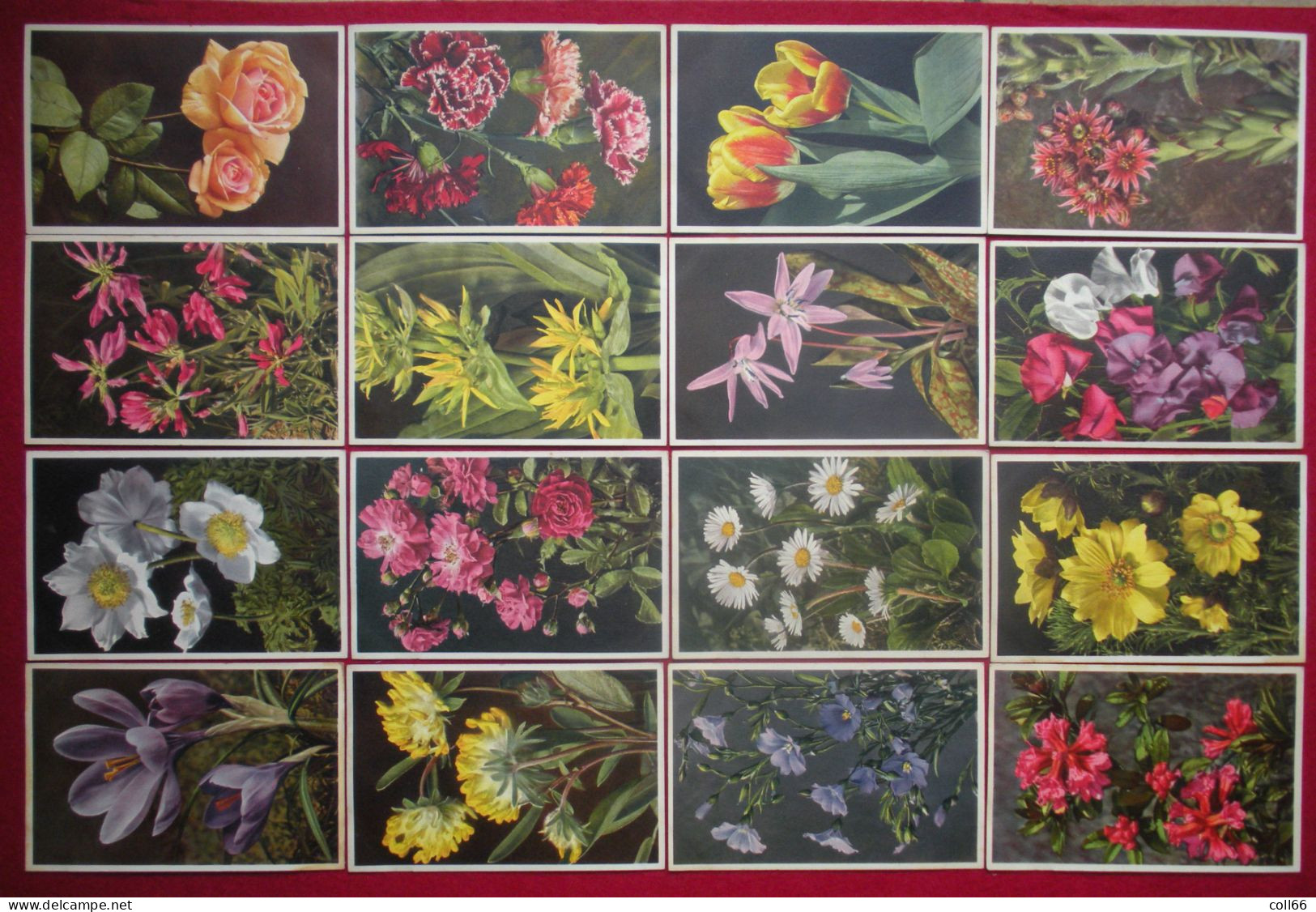 Lot 120 cartes postales Fleurs et + 8 fruits Switzerland éditeur Phot E. Gyger Abelboden Franco Port France métro TBe