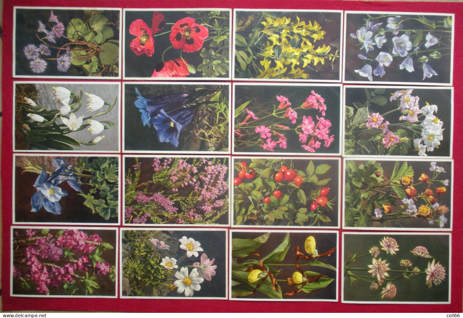 Lot 120 cartes postales Fleurs et + 8 fruits Switzerland éditeur Phot E. Gyger Abelboden Franco Port France métro TBe