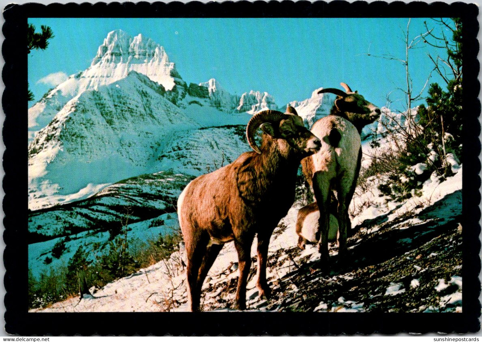 Montana Glacier National Park Three Mountain Sheep - Autres & Non Classés