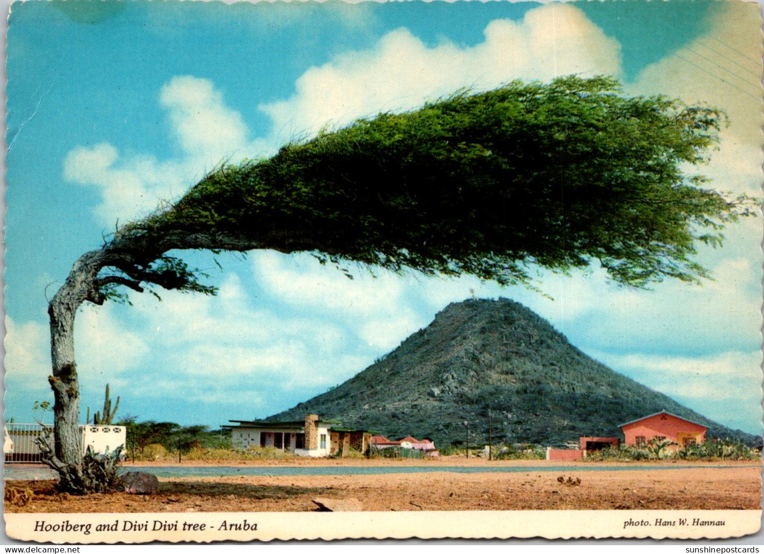 Aruba Hooiberg And Divi Divi Tree - Aruba
