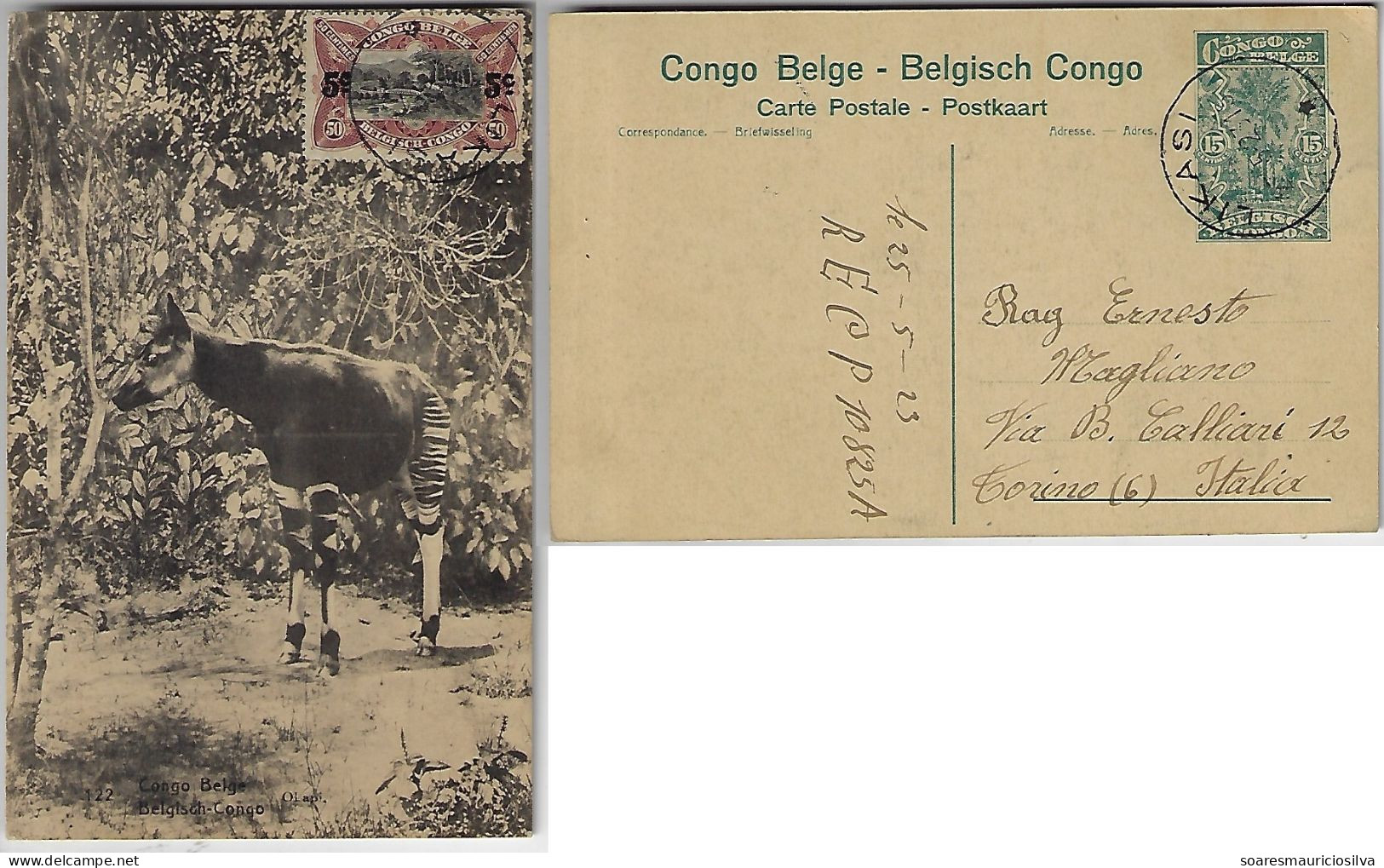 Belgian Congo 1923 Postal Stationery Card Stamp 15 Cents Photo Mammal Okapi Relative Giraffe from Likasi To Torino Italy - Giraffen