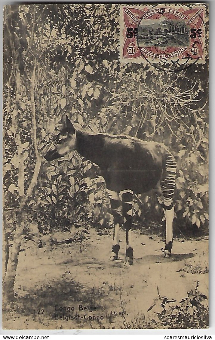 Belgian Congo 1923 Postal Stationery Card Stamp 15 Cents Photo Mammal Okapi Relative Giraffe from Likasi To Torino Italy - Giraffen