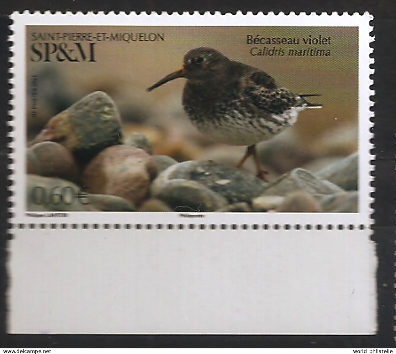 Saint Pierre Et Miquelon 2021 N° 1253 ** Oiseau, Bécasseau Violet, Calidris Maritima, Limicole, Bec, Algues, Insectes - Neufs