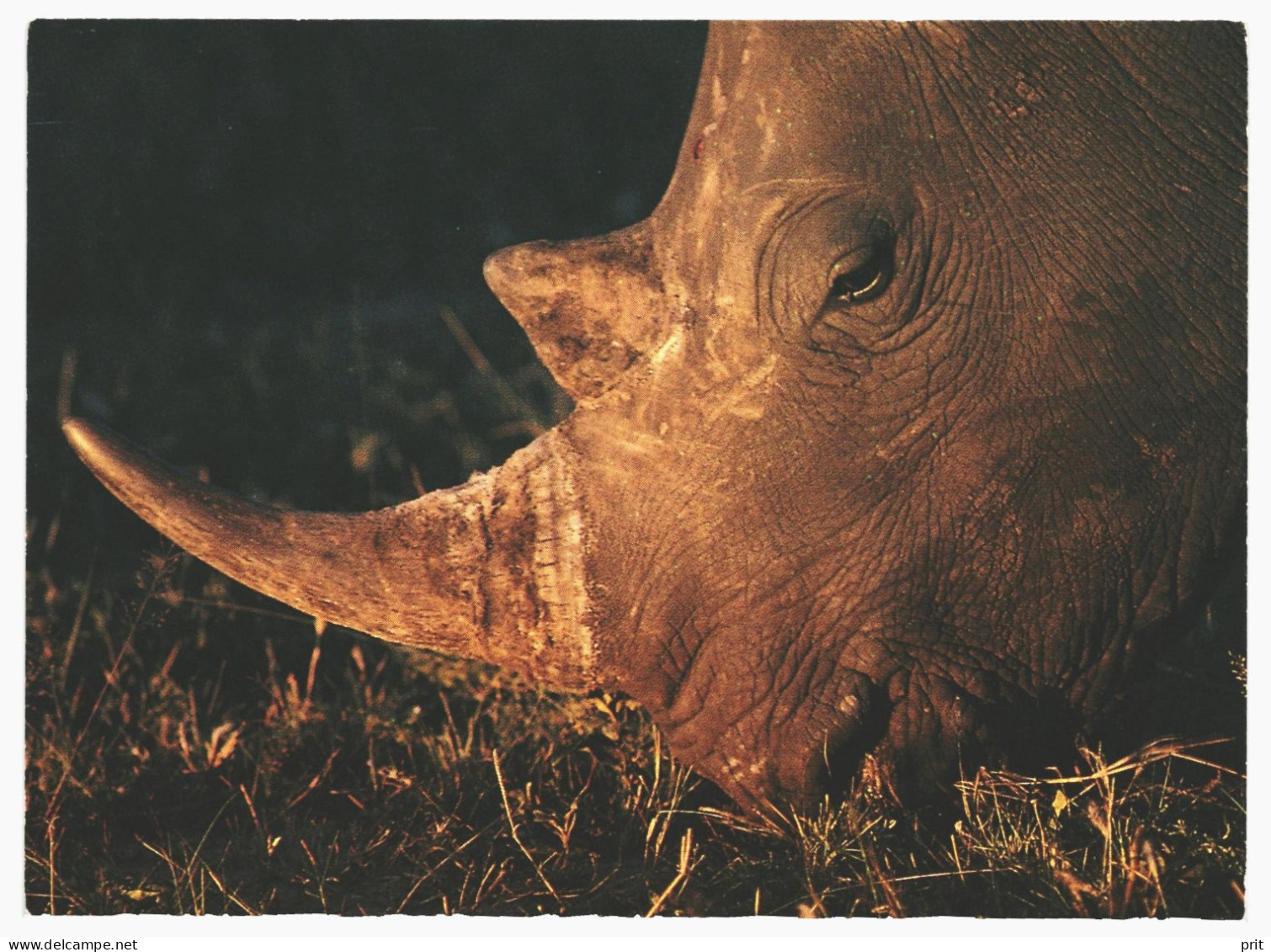 White Rhinocero Unused Postcard. 2000s Publisher BiZim The Zimbabwe Aid Society, Sweden - Neushoorn