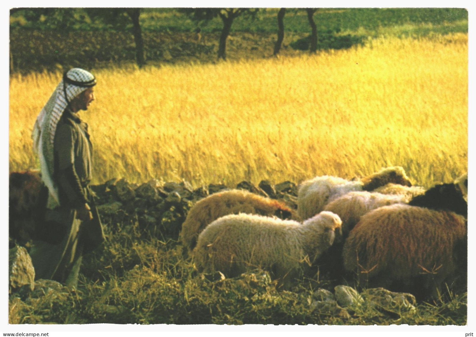 Bethlehem Shepherd's Field Palestine 1970s Unused Vintage Postcard. Publisher Star Cards Jerusalem - Palestine