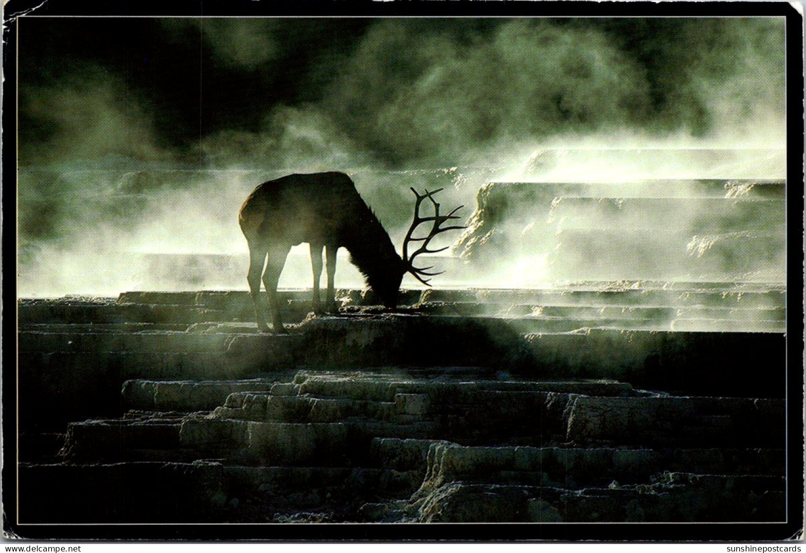 Yellowstone National Parl Bull Eolk In Mammoth Park  - USA Nationale Parken