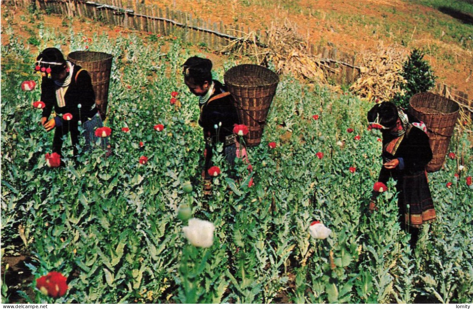 Thaïlande - Meo Hill Tribe Girls In The Opium Poppy Field At Golden Tringle , Cueillette Opium PF - Thaïlande