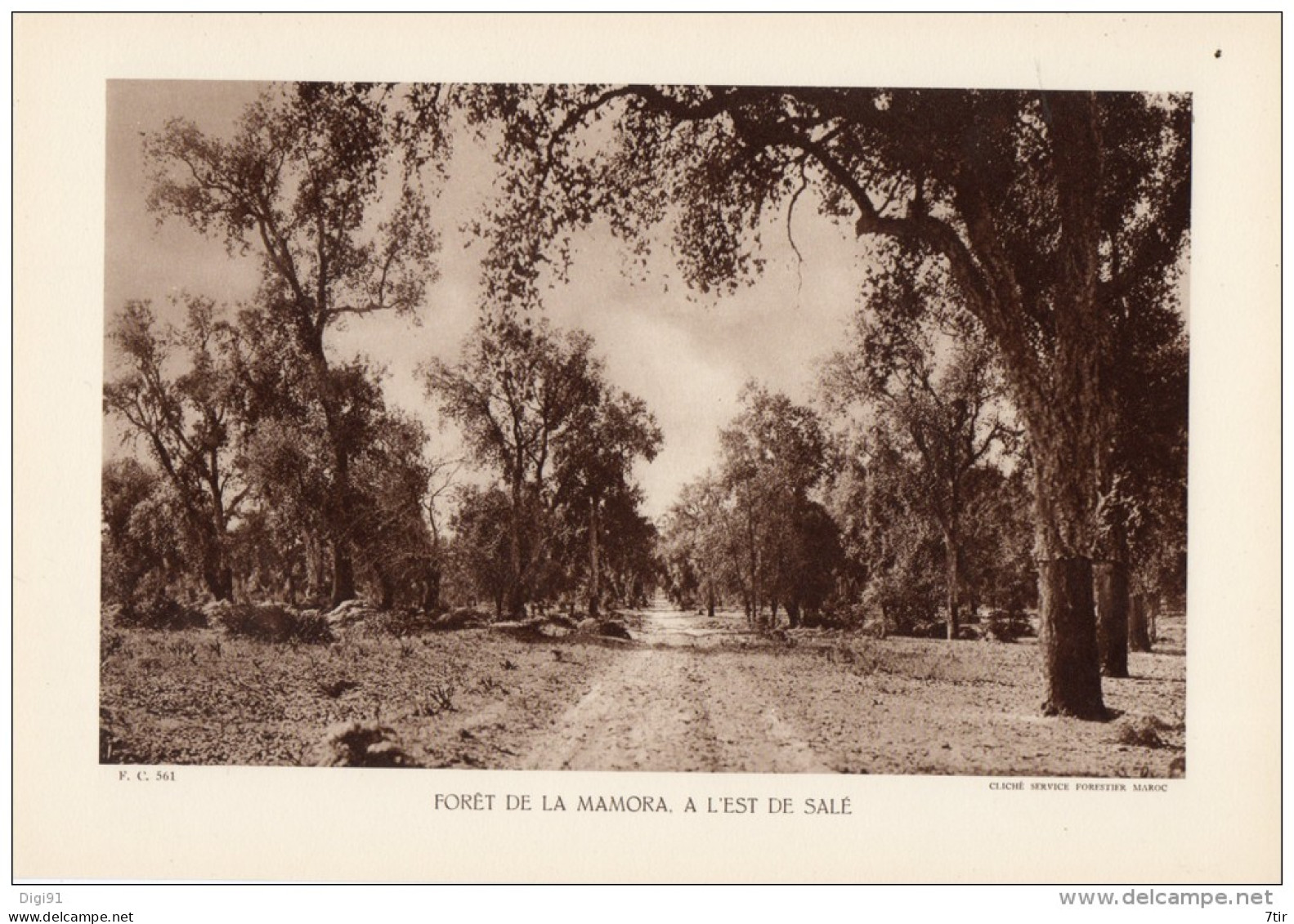 MAROC FORET DE MA MAMORA A L'EST DE SALE - Autres Plans