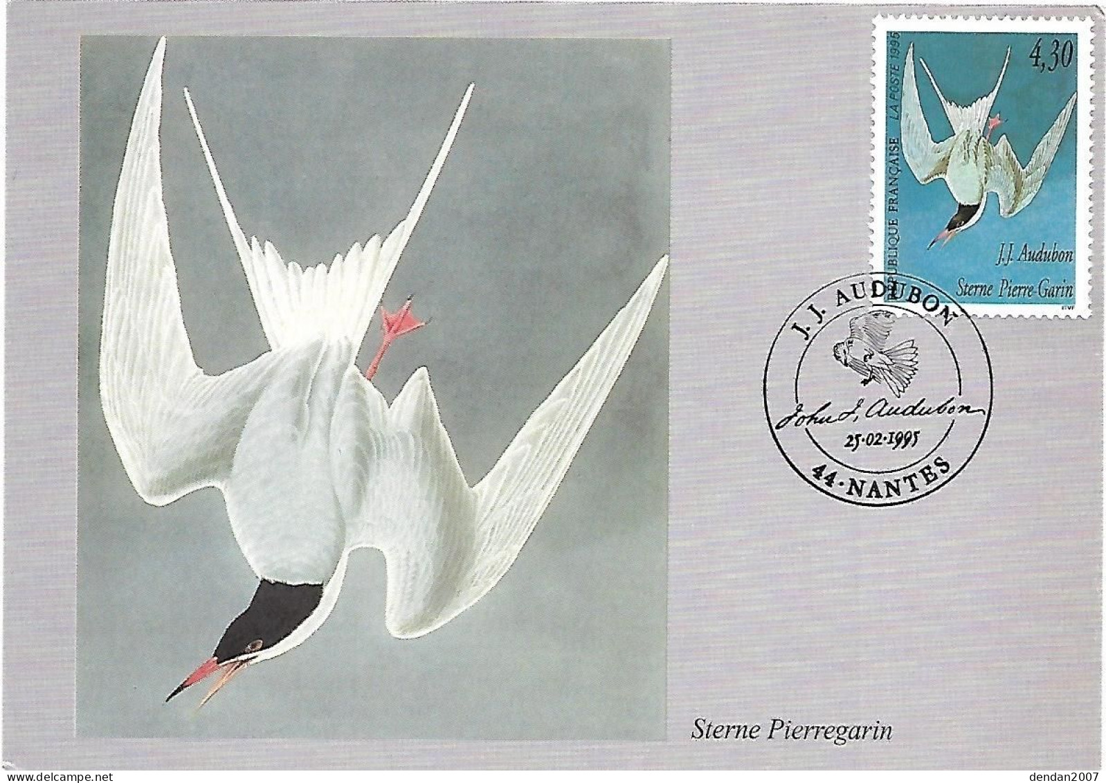 France - Maximumcard 1995 - J.J. AUDUBON :  Common Tern  -  Sterna Hirundo - Mouettes