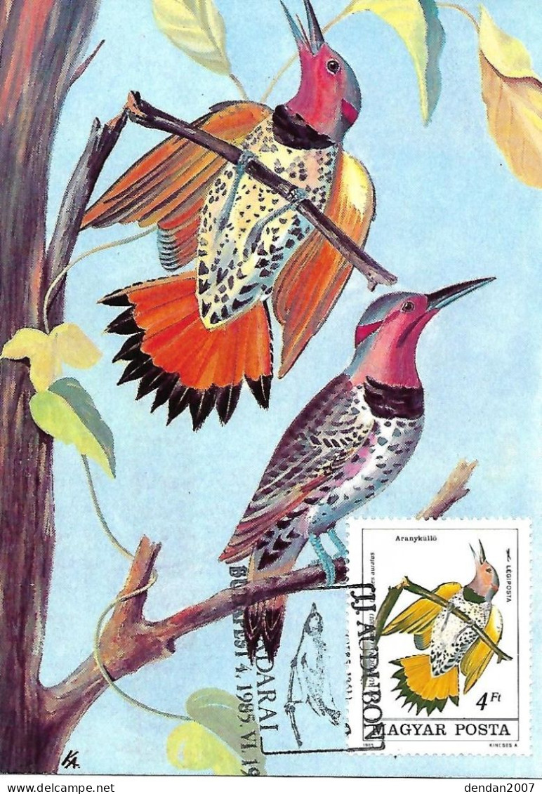 France - Maximumcard 1985 - J.J. AUDUBON :   Northern Flicker  -  Colaptes Auratus - Climbing Birds