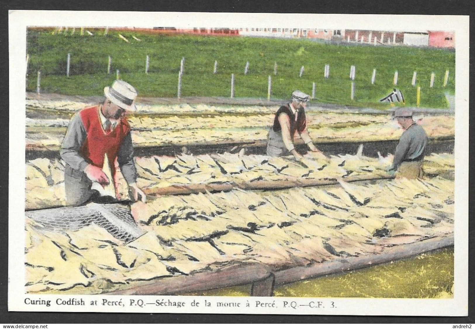 Percé  Gaspésie Québec - Curing Codfish At Percé - Séchage De La Morue à Percé - Par Photogelatine Engraving - Percé