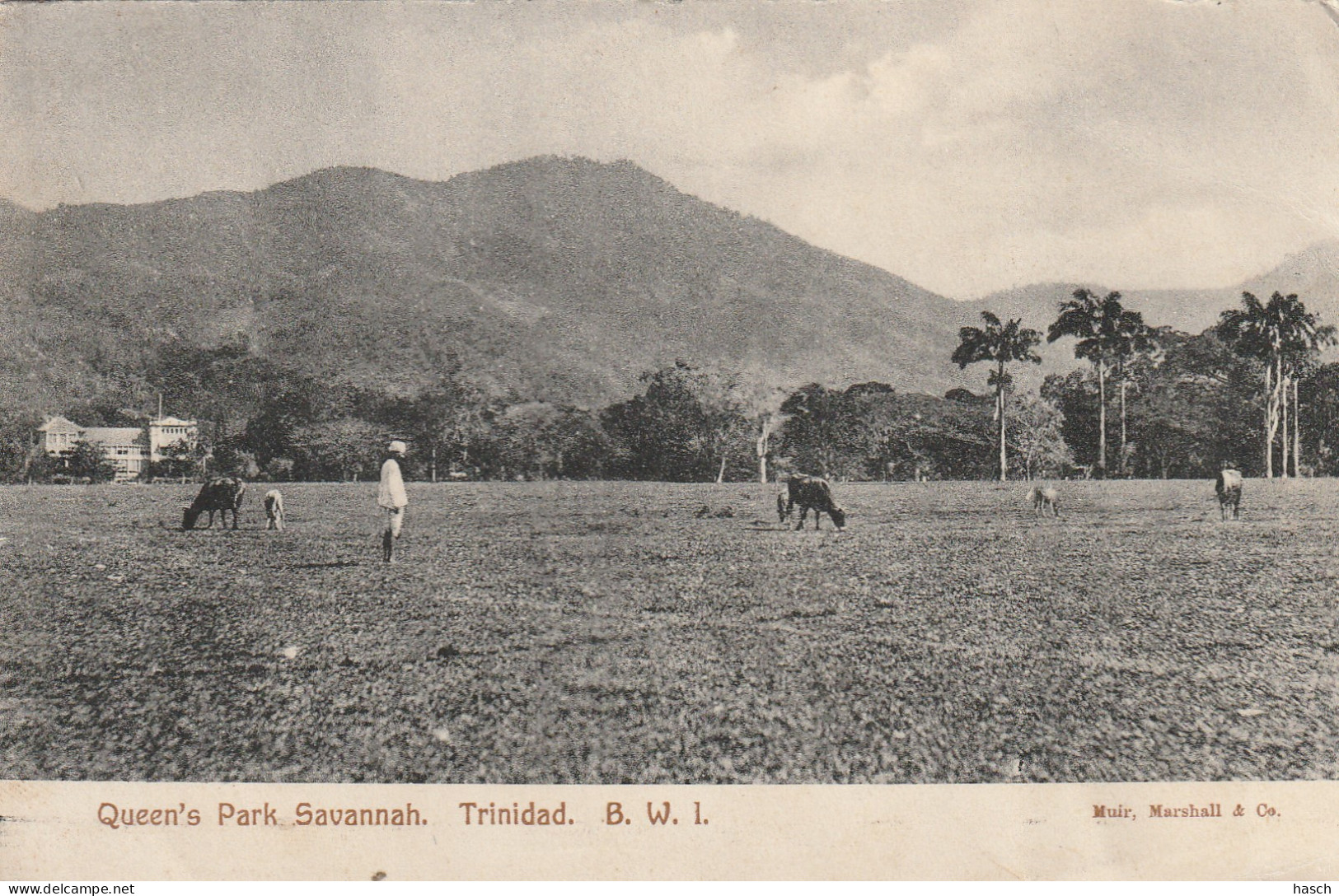 4902 97 Trinidad, Queen's Park Savannah. (Tear Left Side, See Back) - Trinidad