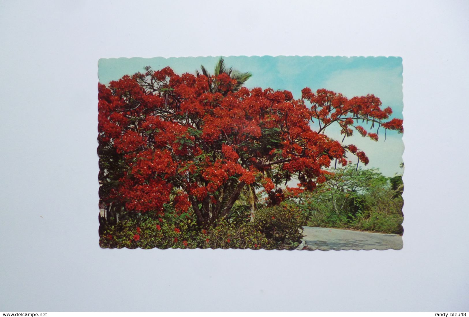 The Sunny CARIBBEAN  -  The Royal Poinciana  -  Antilles - Other & Unclassified