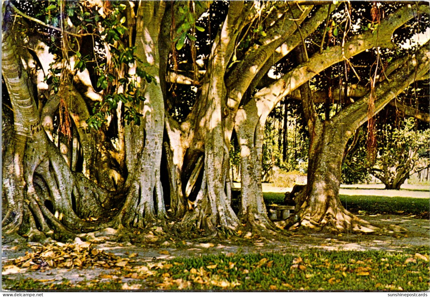 Florida Sarasota Ringling Museum Grounds Giant Banyan Tree - Sarasota