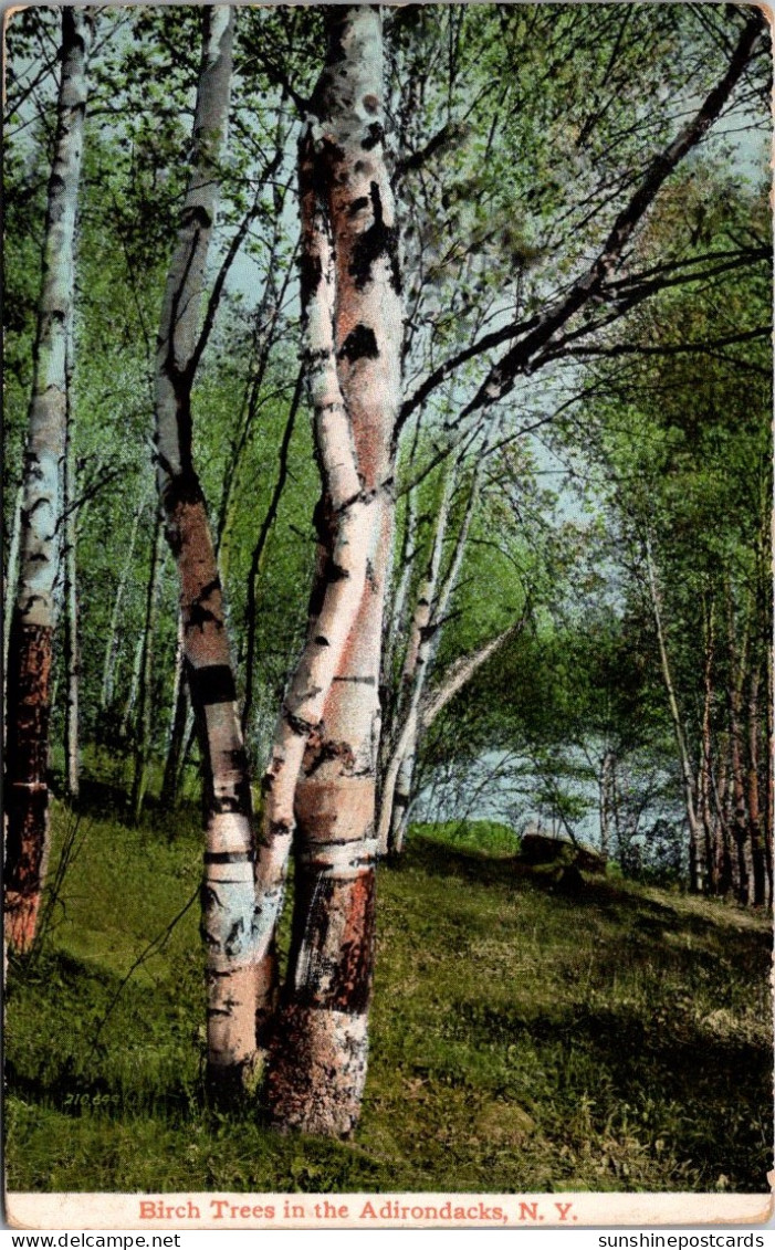 New York Adirondacks Beautiful Birch Trees 1910 - Adirondack