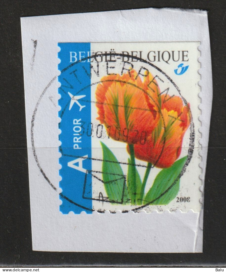 Belgien 2008 A PRIOR Oben Geschnitten, Abart "200E" Michel 3833Do, Yvert 3768 Tulpen Tulipe 3786 - Ohne Zuordnung