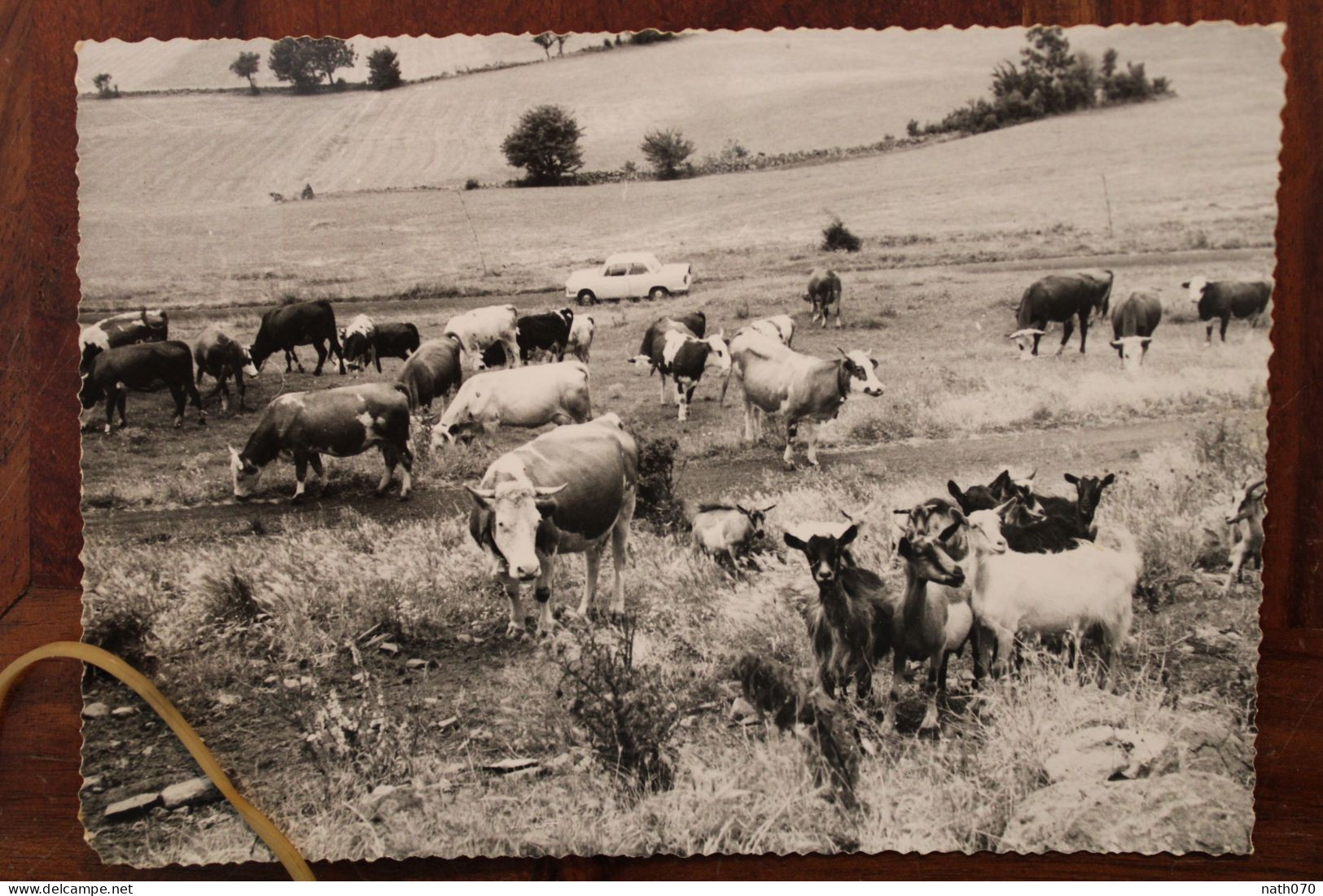 Berzème Taverne Troupeau Chèvres Vaches 1970's CPSM Ardèche 07 Cover - Andere & Zonder Classificatie