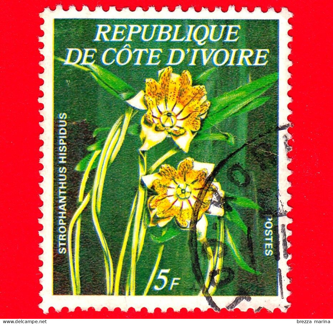 COSTA D'AVORIO - Usato - 1977 - Fiori - Strophanthus Hispidus - 5 - Côte D'Ivoire (1960-...)