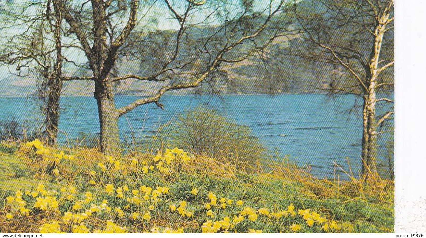 Wordsworths Daffodils, Ullswater,  Lake District  - Used Postcard - Stamped - UK10 - Windermere