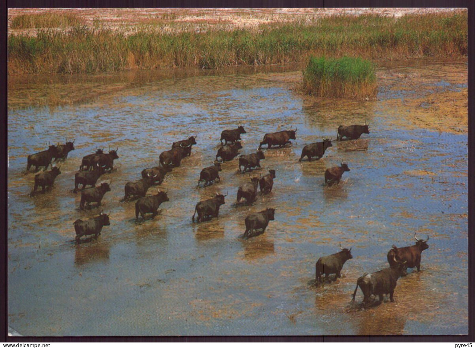 LA CAMARGUE MANADE DE TAUREAUX DANS LES MARAIS - Taureaux