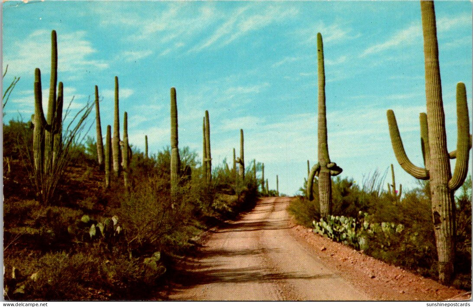 Cactus Giant Saguaro In The Southwest - Cactus