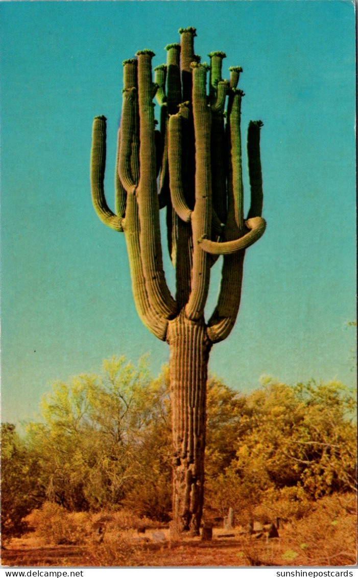 Cactus Giant Saguaro Cactus - Cactus