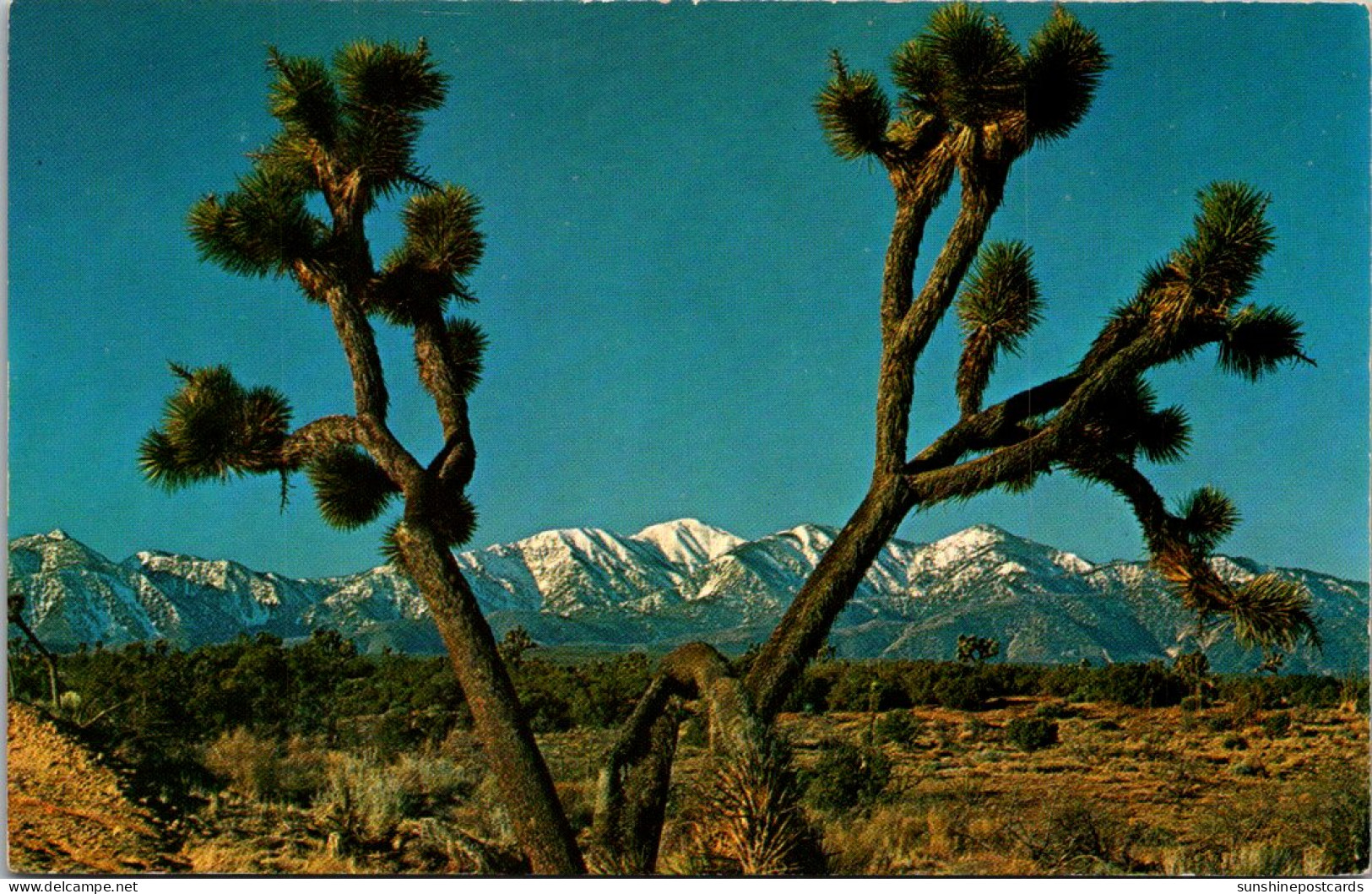 Cactus Joshua Tree - Cactus