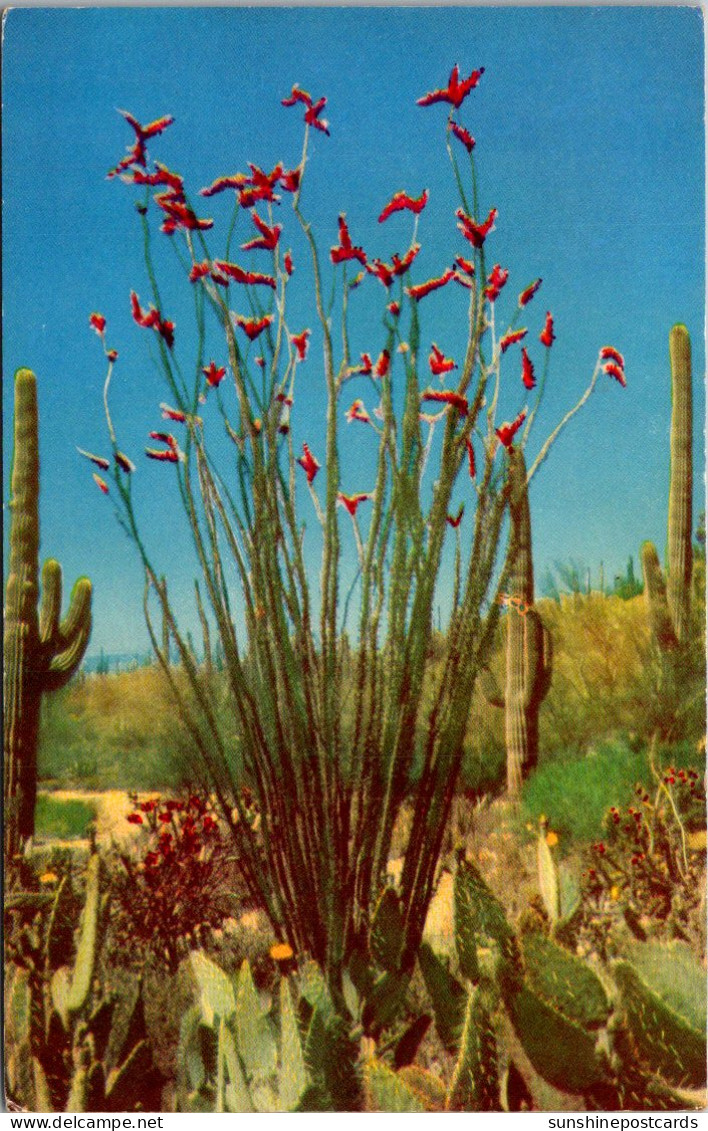 Cactus Ocotilla In Bloom - Cactus