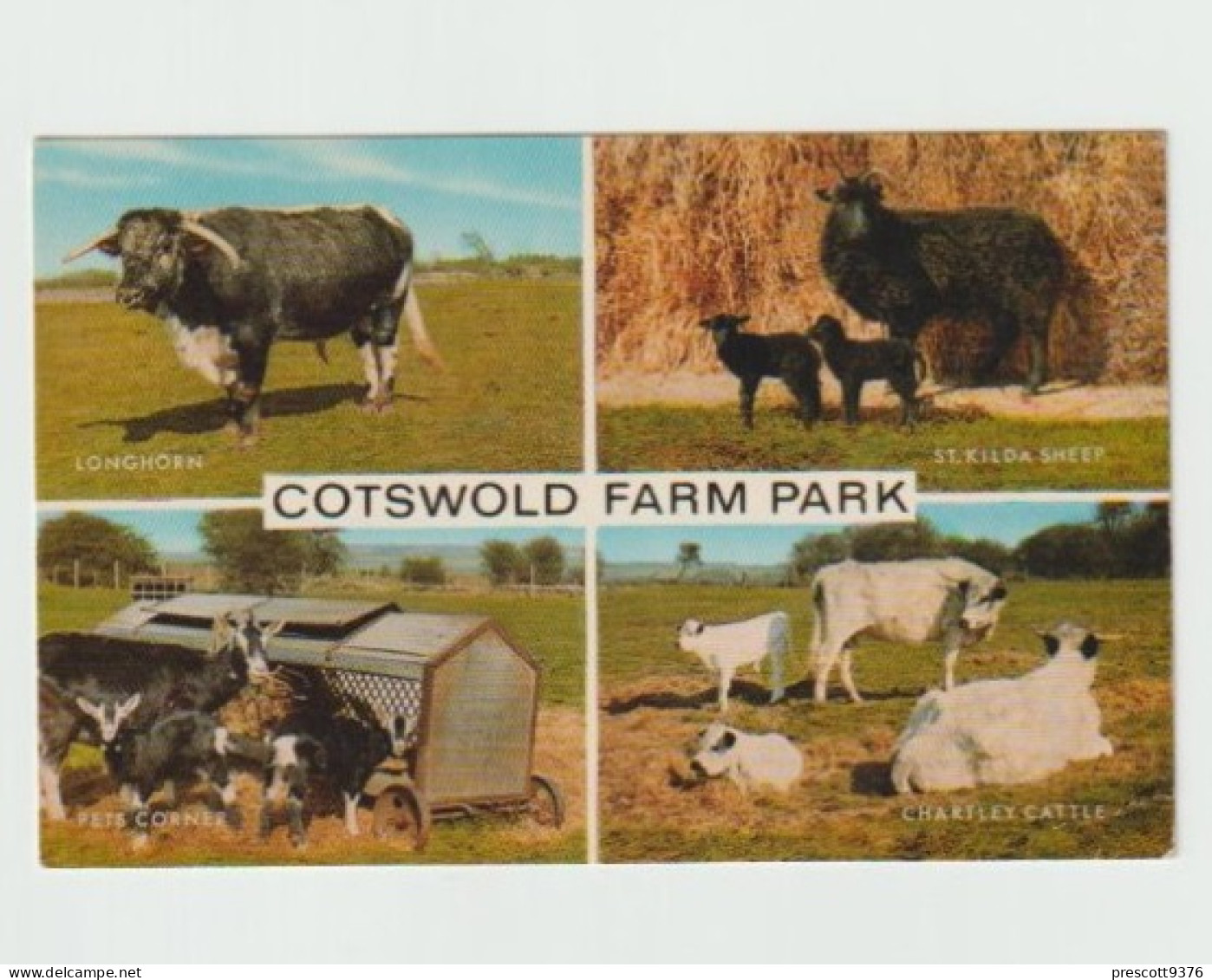 Cotswold Farm Park, Gloucestershire, Multiview  - Unused Postcard - UK20 - Cheltenham