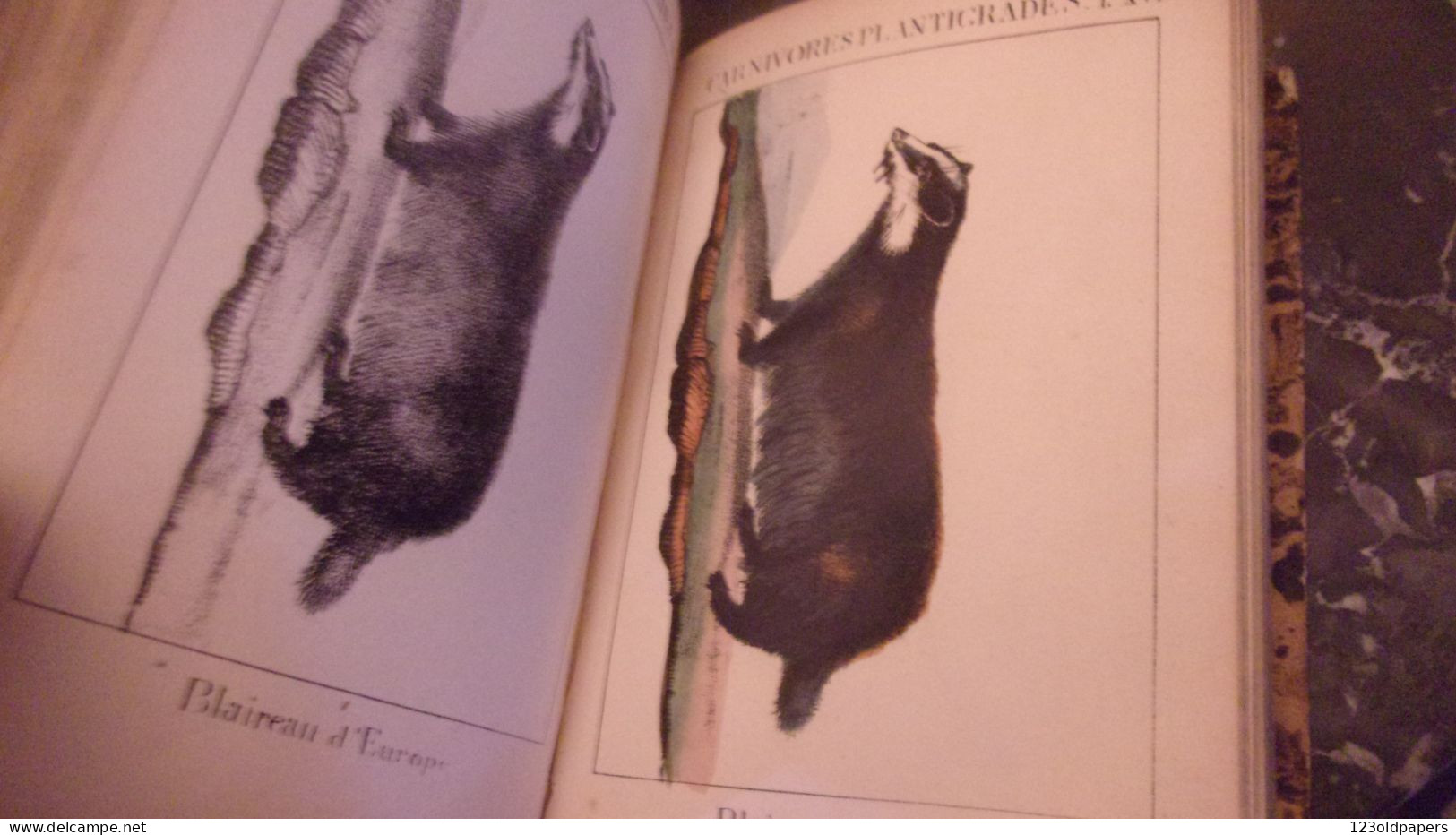 EO 1830   ‎MEYRANX M.‎ ‎Résumé de mammalogie ou d’histoire naturelle des mammifères 48  PLANCHES COULEURS
