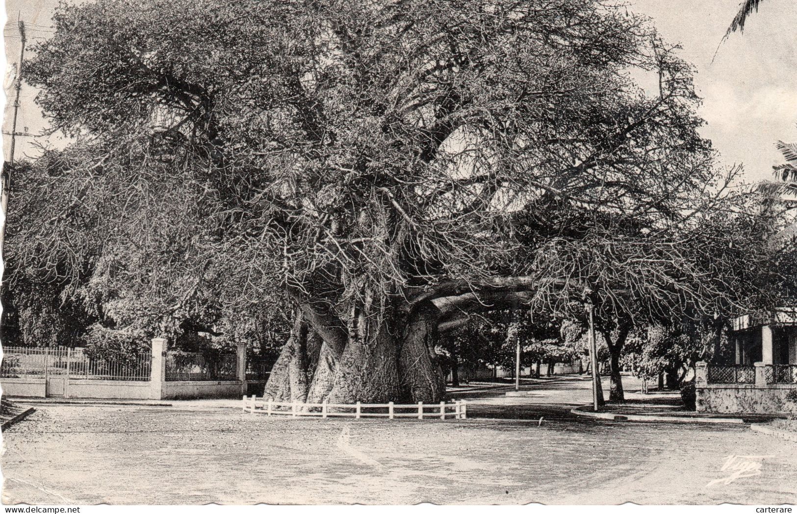 MADAGASCAR,MADAGASIKARA,MALGACHE,sud équateur,MAJUNGA,BAOBAB - Madagascar