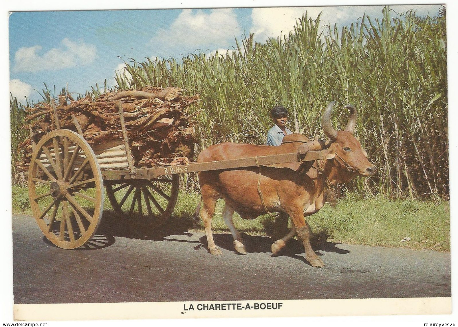 CPM , Ïle Maurice , N°110 Charette A Boeuf - Maurice