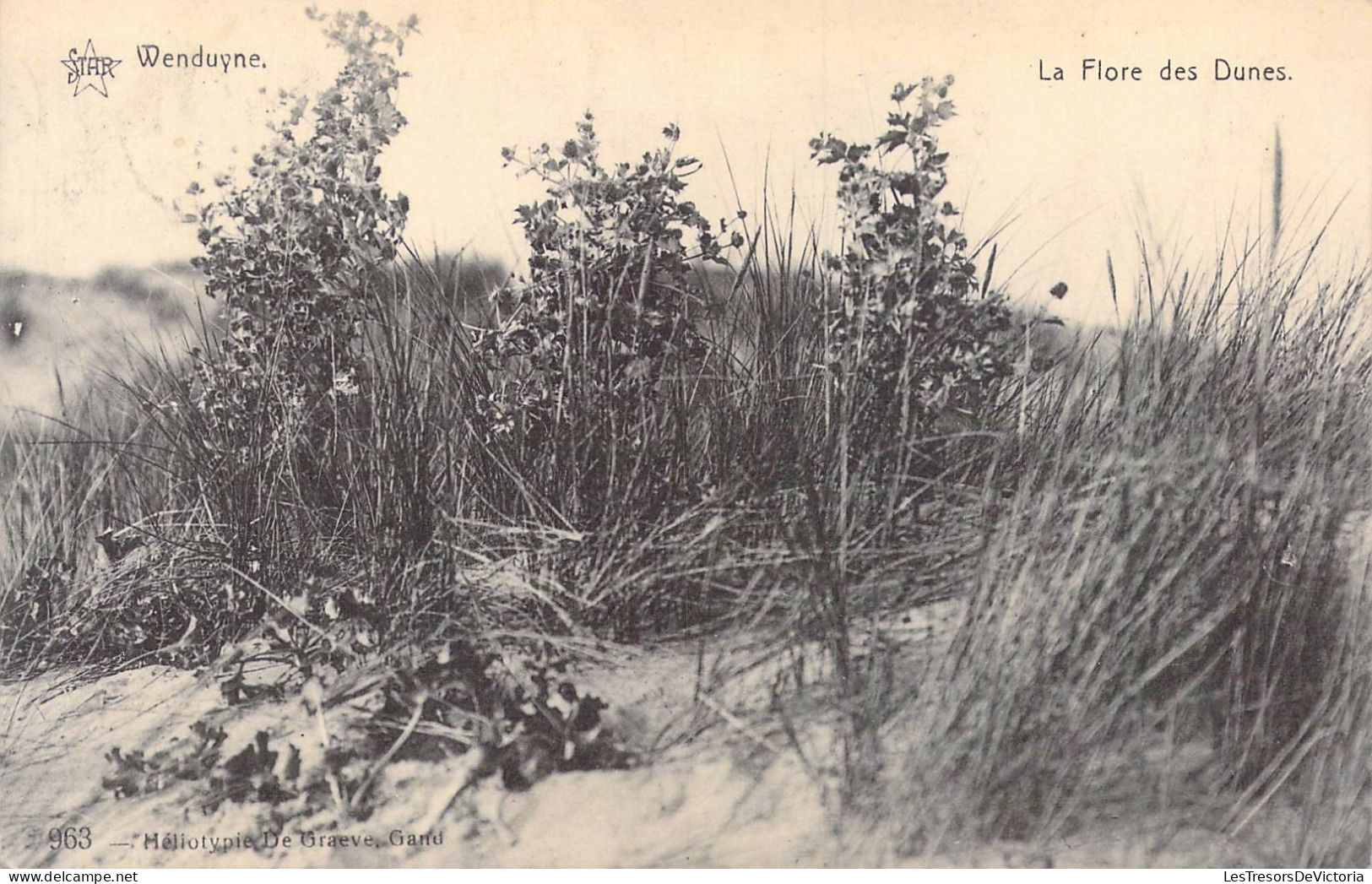 BELGIQUE - Wenduine - La Flore Des Dunes - Carte Postale Ancienne - Wenduine